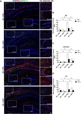 Pharmacological enhancement of cholinergic neurotransmission alleviates neuroinflammation and improves functional outcomes in a triple transgenic mouse model of Alzheimer’s disease